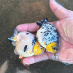 A Grade Our Choice Calico Dragon Head Ranchu 2.50 inch Body (CGF)