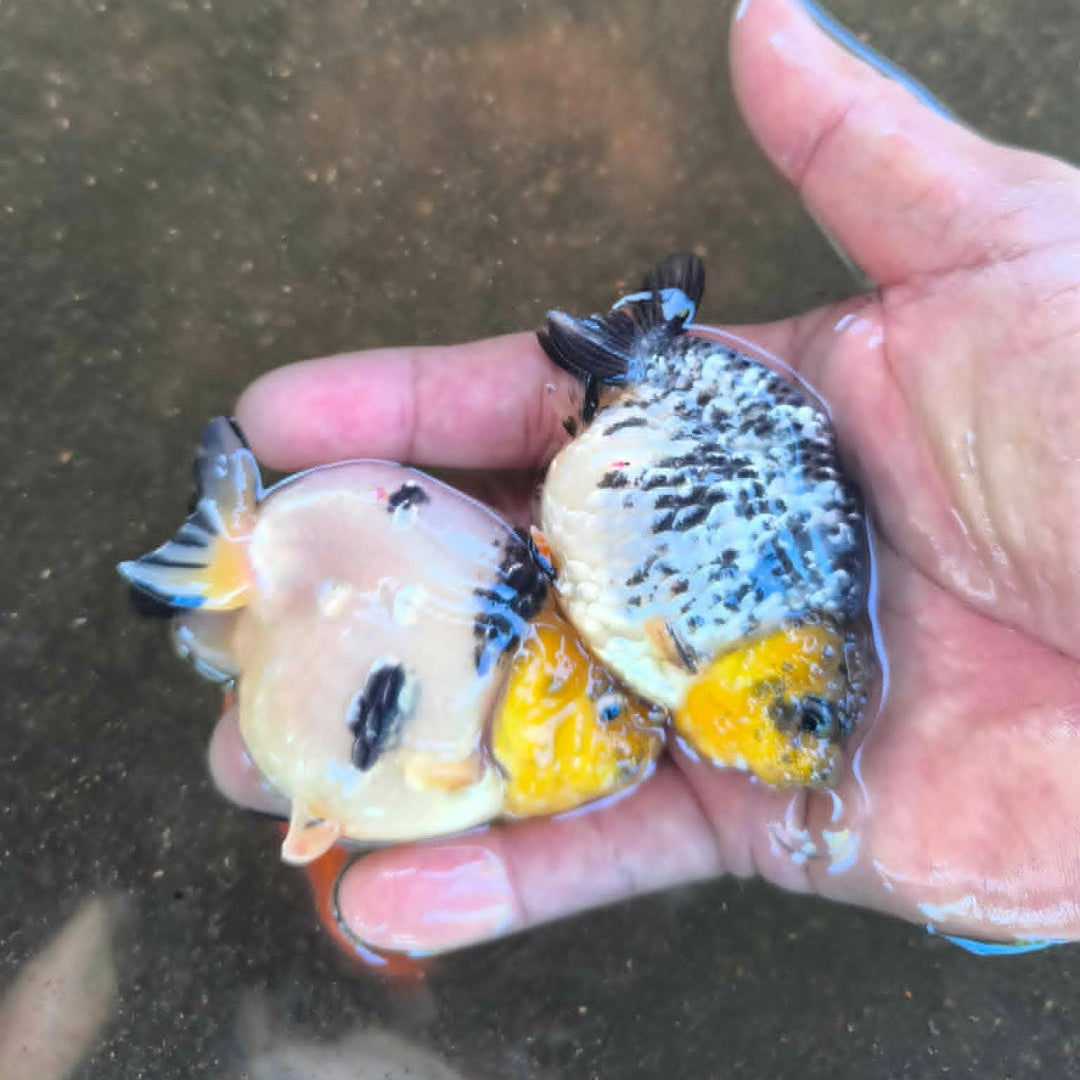A Grade Our Choice Calico Dragon Head Ranchu 2.50 inch Body (CGF)