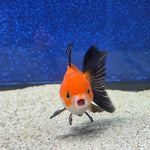 Thai Oranda Apache 2.5” male(FEB-653)R3B21