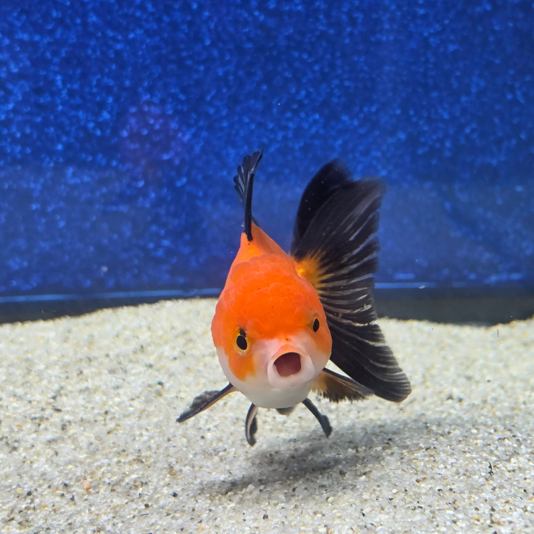 Thai Oranda Apache 2.5” male(FEB-653)R3B21