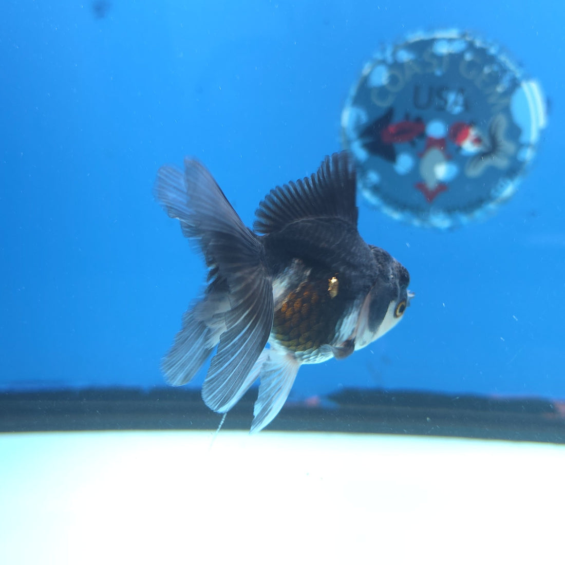 Thai Oranda Panda 2.5” Female(FEB-649)R3B05