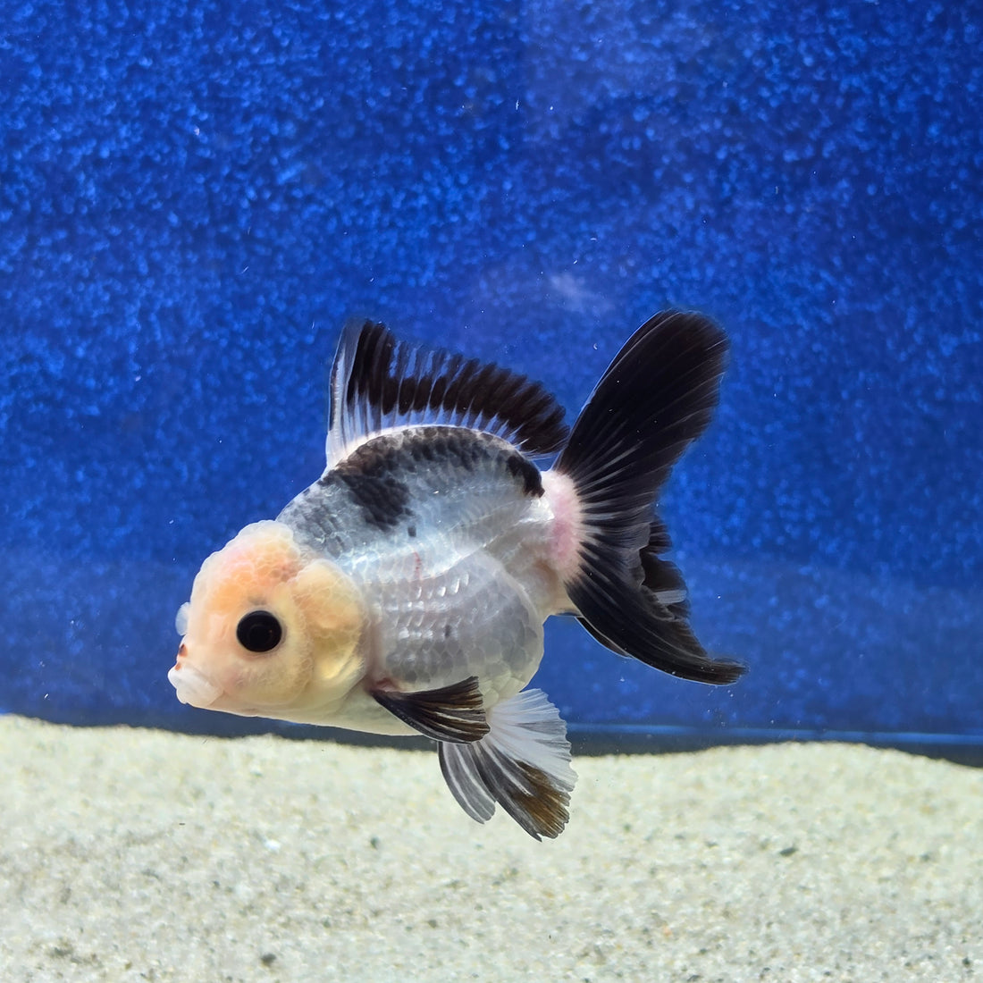 Thai Oranda Lemon head Panda 2.7” Male(FEB-650)R3B21