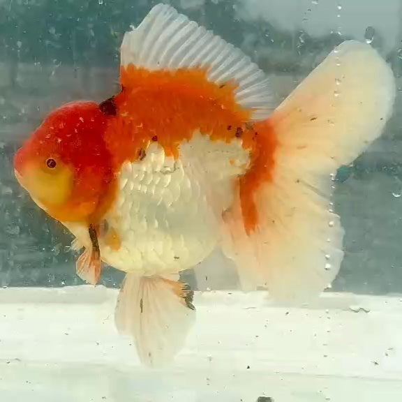 Thai Red/White Oranda Orchid Tail 4.00 inch Body (QGF-JO1173)