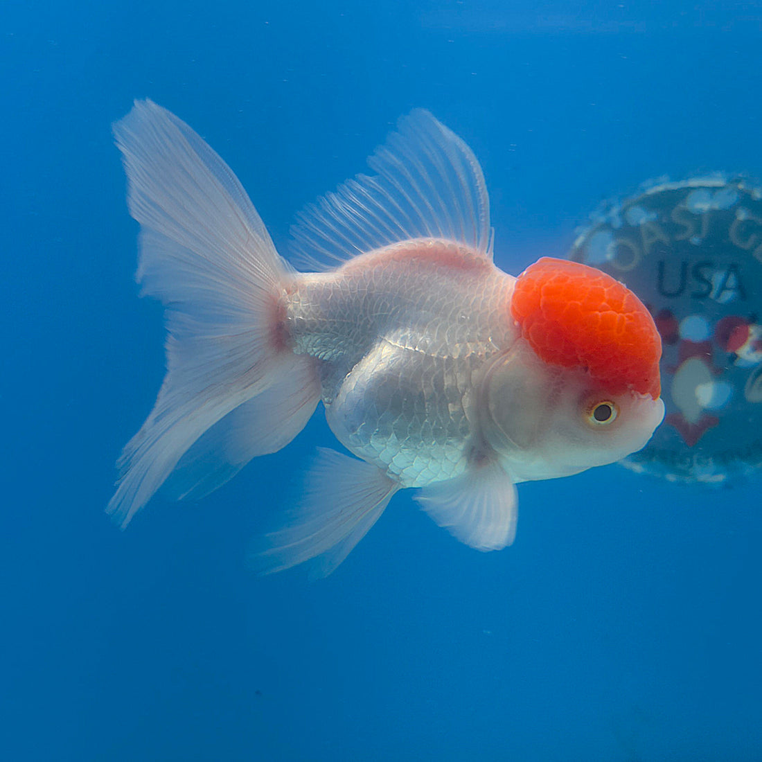 Thai Oranda Red & White 3.5” Female(FEB-712)R1A07