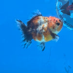 Thai Oranda Calico Shogun Farm 3" Body Female 6mths(FEB-580)R3B02