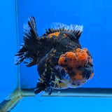 Thai Oranda Black Tiger Godzilla 4” Body Male (G-FEB-102)BlueTubB