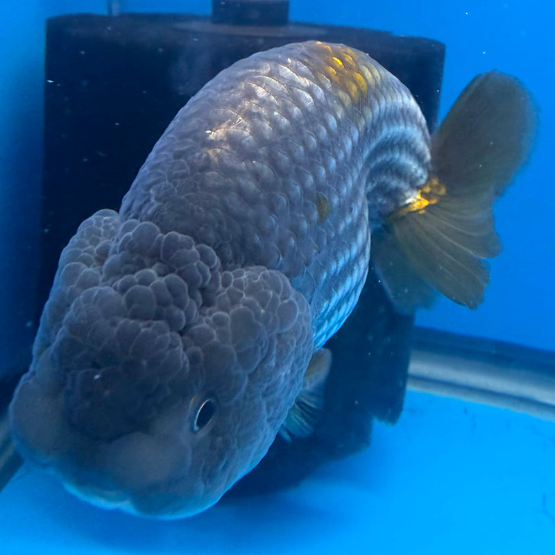 Thai Granite Ranchu 4” Body Female(FEB-407) BLUETUBD