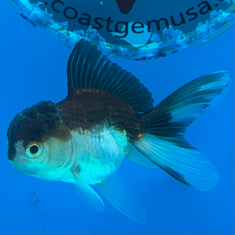 Thai Oranda Panda 2in Female (FEB-438)R3B19