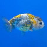 Thai Ranchu 2.50" Body Female (FEB-862)