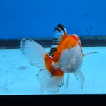 Thai Oranda Tri Color 2.8 in Body Female (FEB-530)R3A06