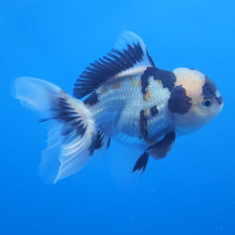 Thai Oranda Tri-Color 2.5in Male (FEB-197)R3B07