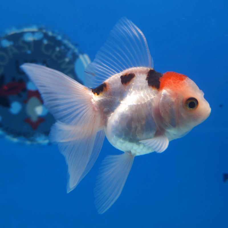 Thai Oranda Tri-Color 2.5” Female (FEB-264)R3B18