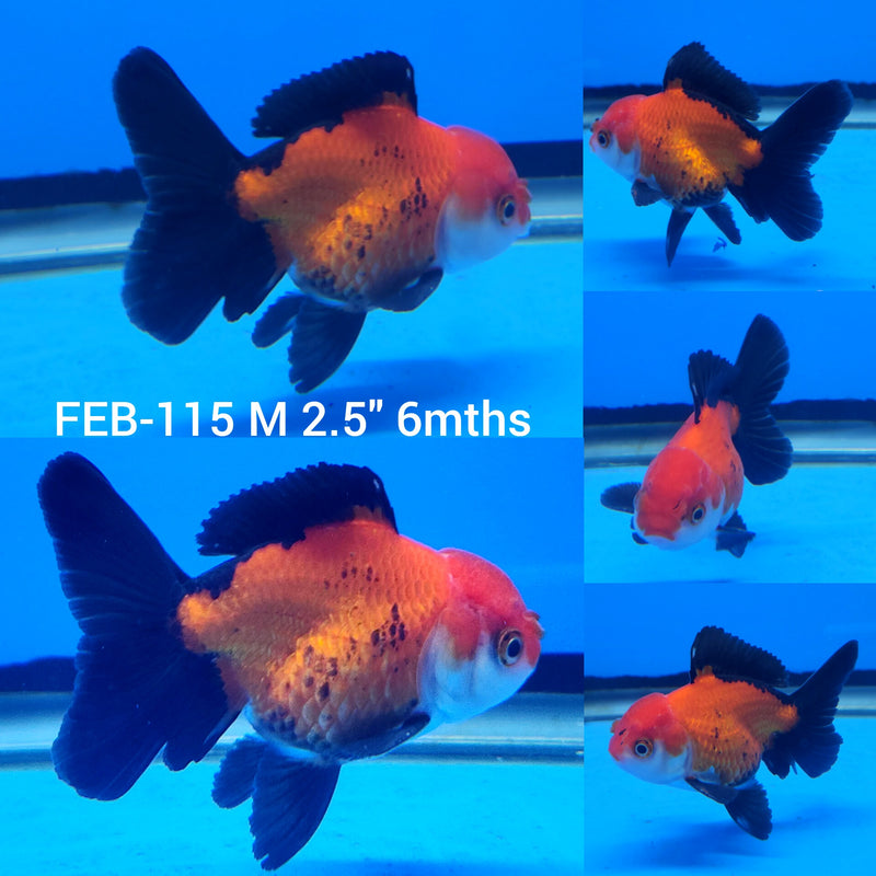 Thai Tri-Color Oranda 2.5” Body Male (FEB-115)R3B14