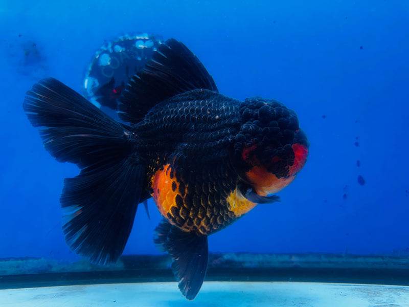 Thai Premium Jumbo Apache Giant Breed 5.00 inch Body Oranda (CRP-JO1004)