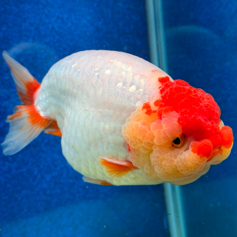 Thai Ranchu Red & White 4in Female (FEB-464)BLUETUBA