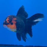 Thai Oranda Apache 3.5" Body Female (FEB-771)R2B07