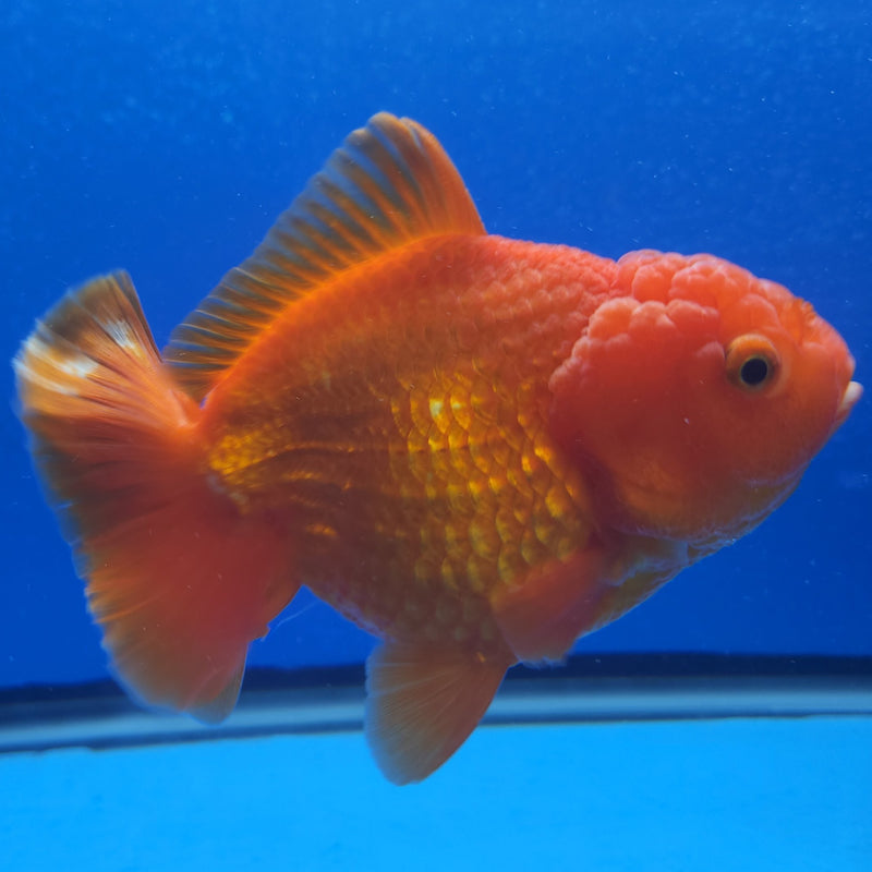 Thai Jumbo Oranda Red & White 5in Female (FEB-222)BLUETUB1