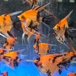 Live Freshwater Aquarium Red Devil Angelfish 1.50-2.00" Body