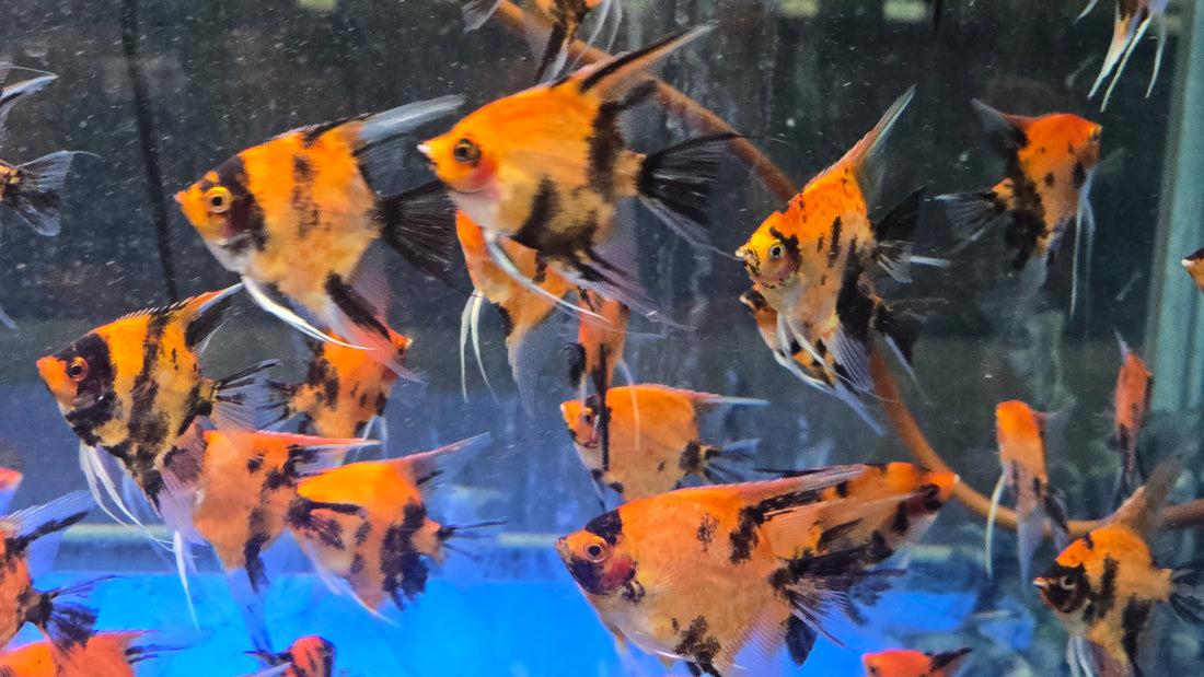 Live Freshwater Aquarium Red Devil Angelfish 1.50-2.00" Body