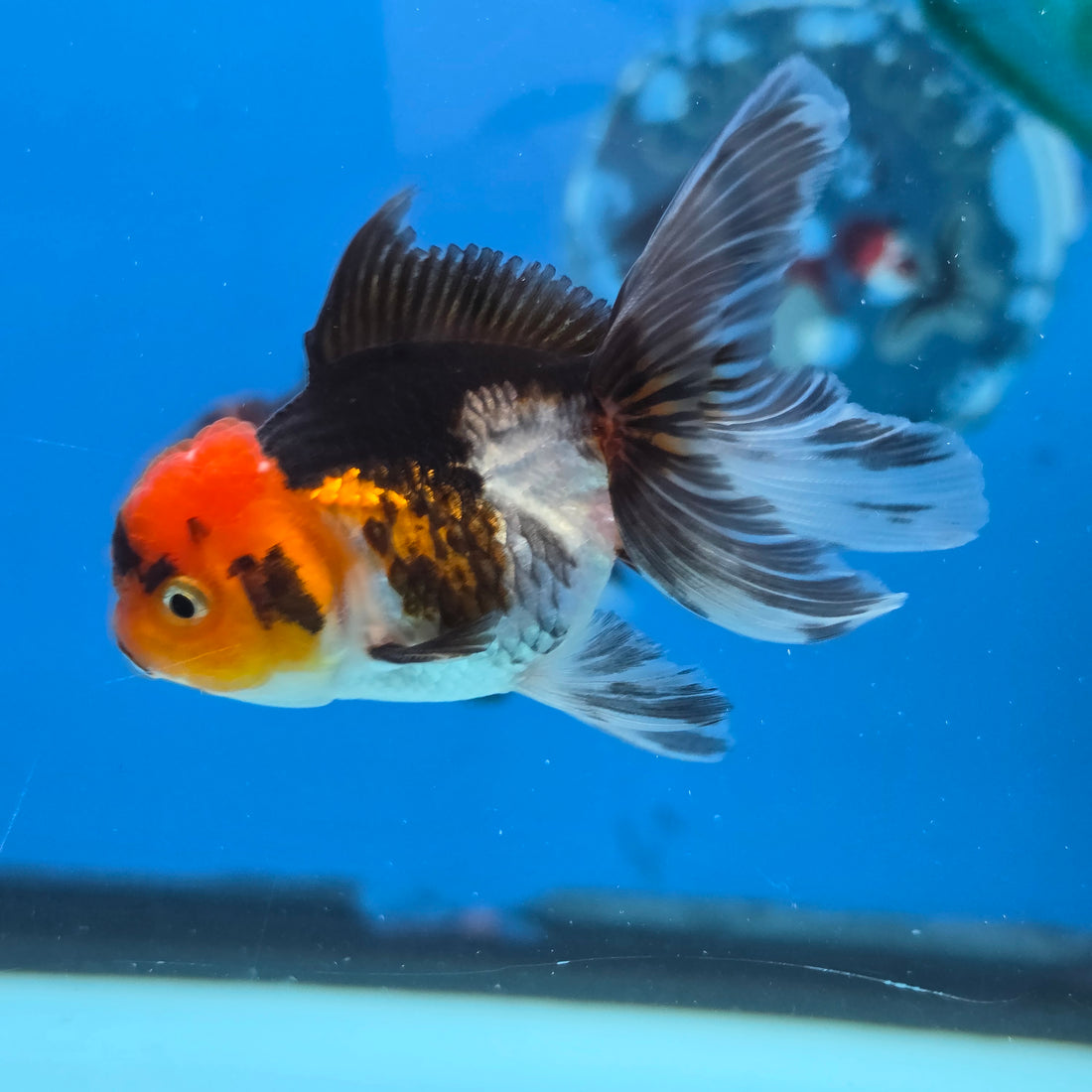 Thai Oranda Tri Color body breed 2.5" Body Female 6mths(FEB-567)R3B22