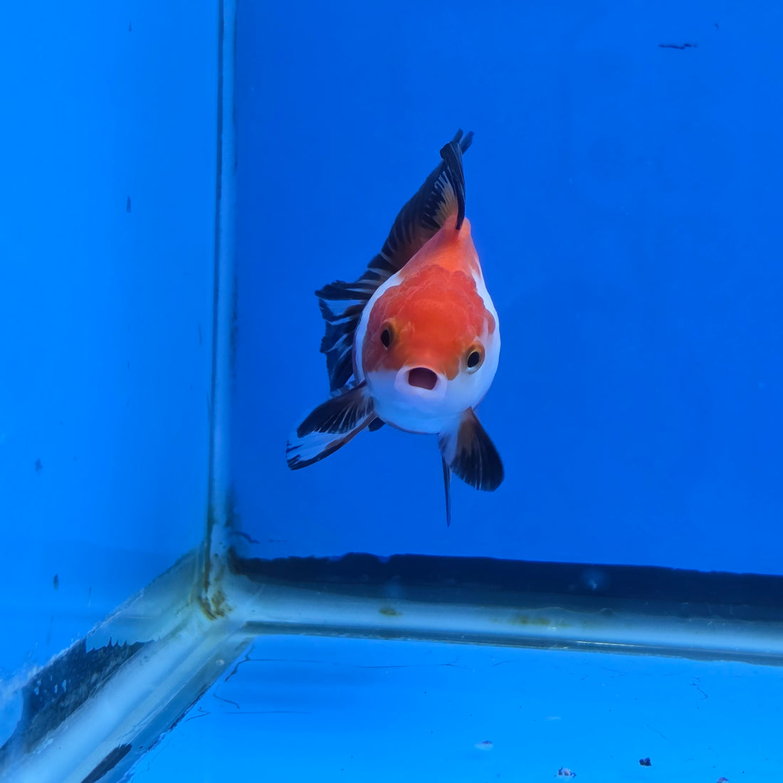 Thai Oranda Tri-Color 2.50" Body Female (FEB-739)R2B01