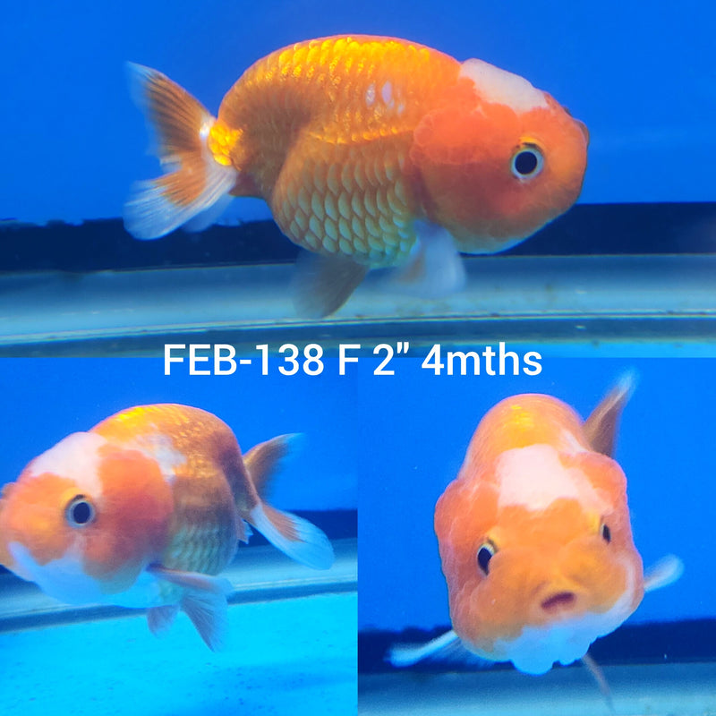 Red & White Ranchu 2” Body Female (FEB-138)R3B03