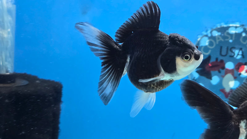 Thai Panda Oranda 2.50 inch Body Female (NNN-2080)R4C03