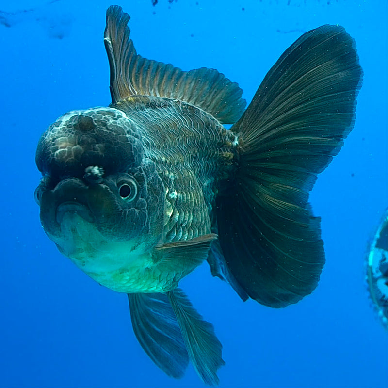 Thai Oranda Green Silver 4.5in Female (FEB-430)R2B05