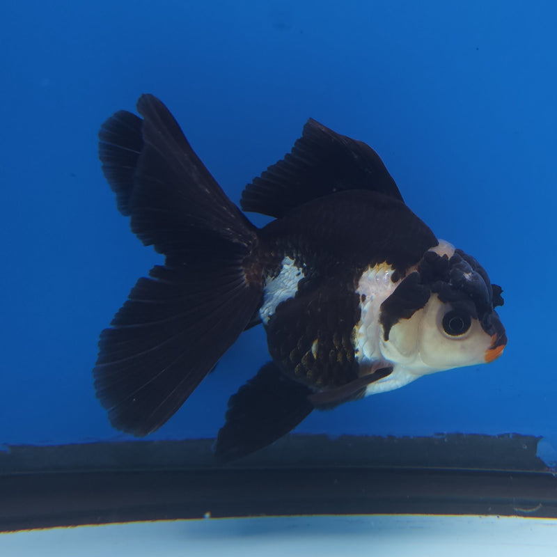 Thai Oranda Panda 3” Female (FEB-257)R3A04