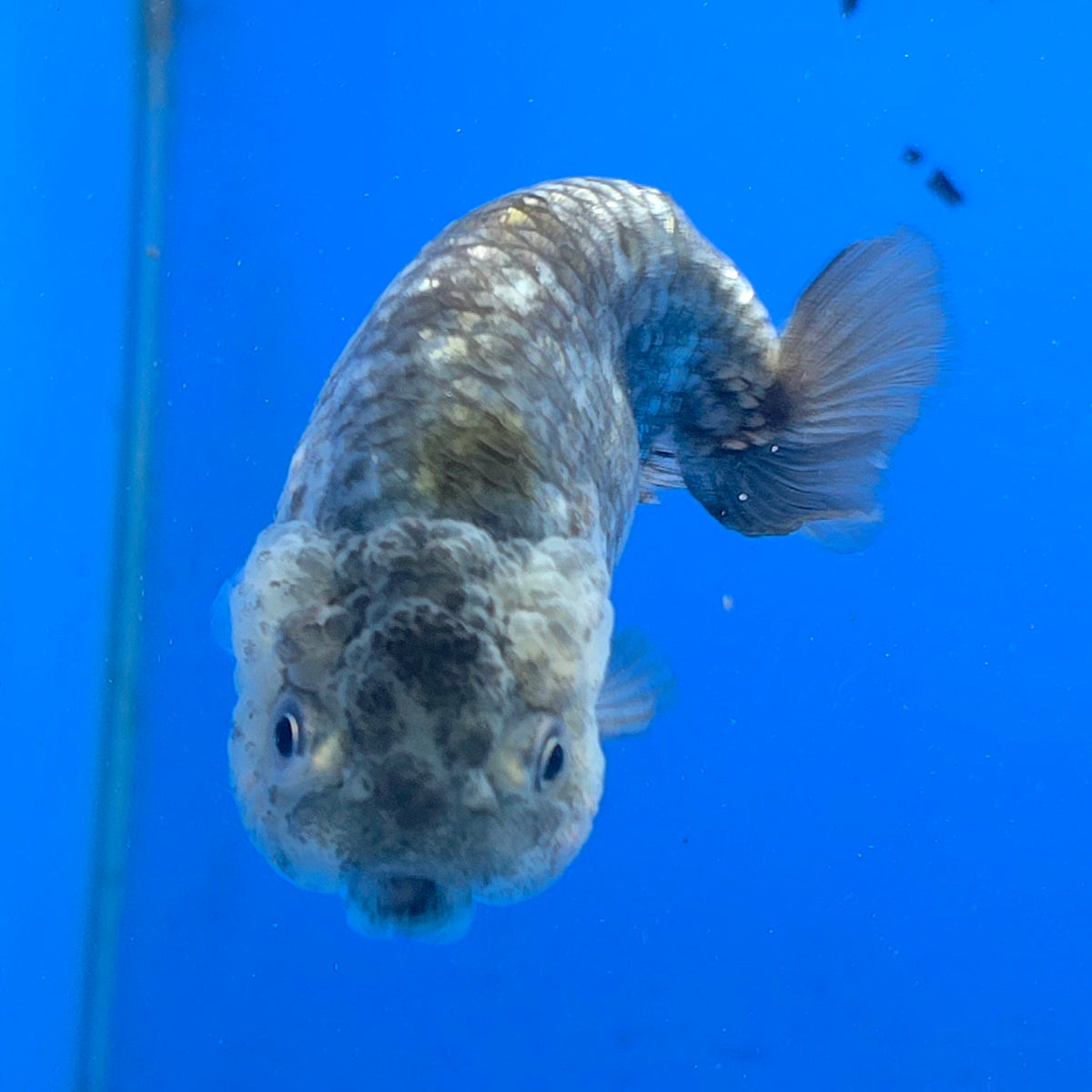 Thai Ranchu 2.50" Body Female (FEB-864)R2B03