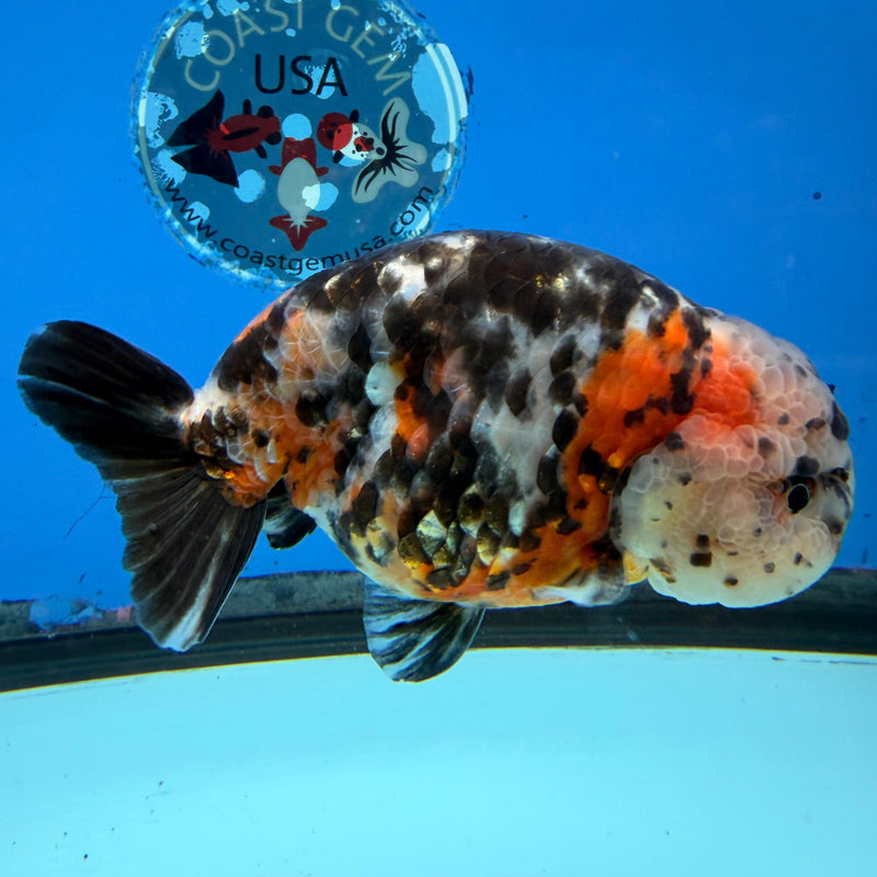 Chinese Ranchu Calico Cow 4in Male (FEB-280)BLUETUBC