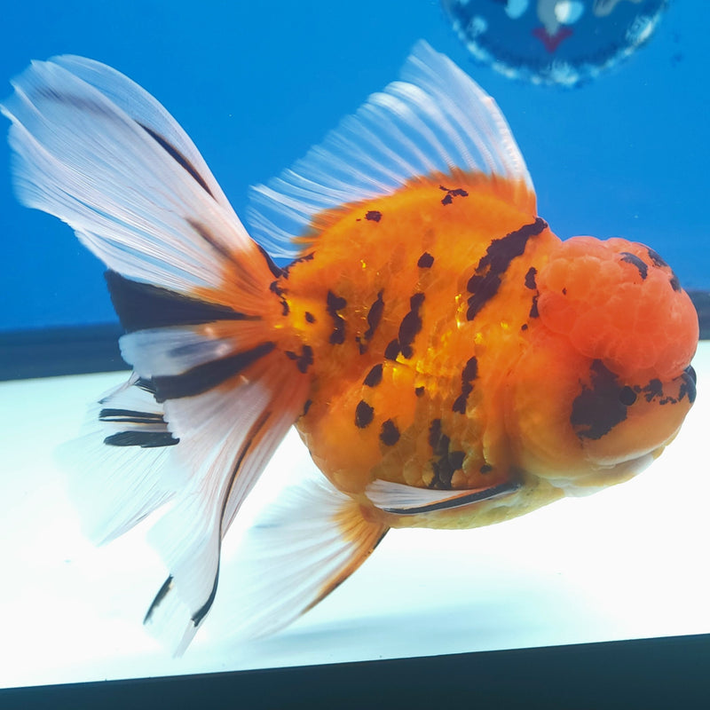 Thai Oranda Tiger JUMBO  4.5” Body Male(FEB-378)R2A08