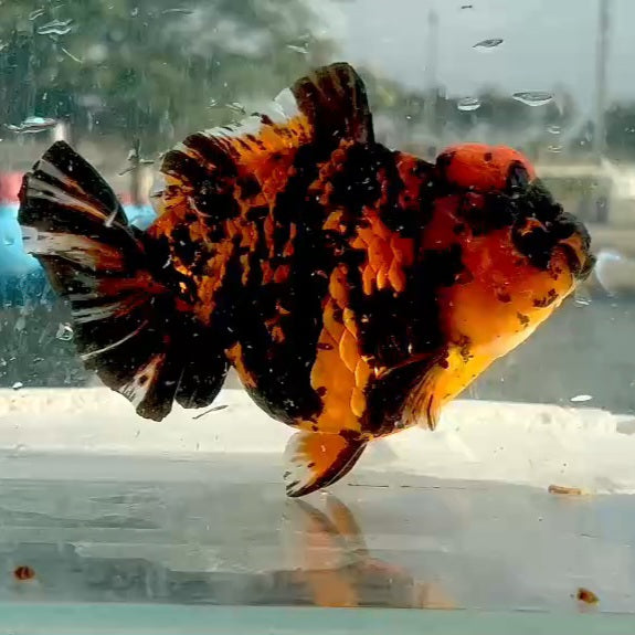 Thai Jumbo Tiger Oranda Yuanbao 5.00 inch Body (QGF-JO1192)