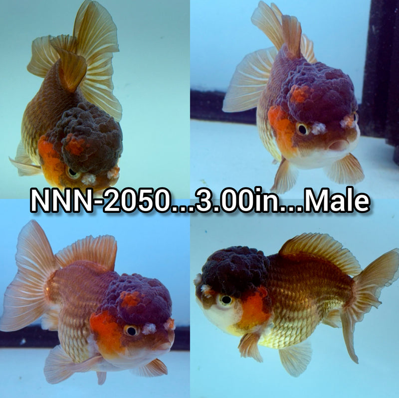 Thai Apache Yuanbao Oranda 3.00 inch Body Male (NNN-2050)SHOWTANK