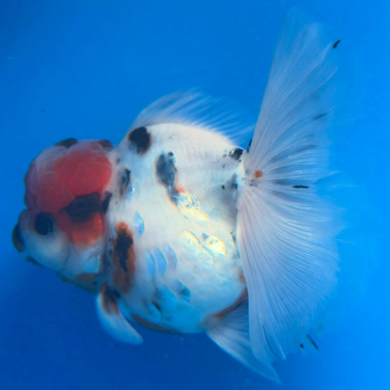 Thai Oranda Tiger Tri Color  in female 3.5 in (FEB-457)BLUETUBA