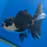 Thai Oranda Panda 3.0" Body Male (FEB-860)