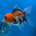 Thai Oranda Tri-Color 3.5” Female(FEB-707)R1A07