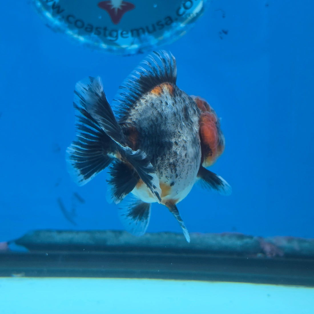 Thai Oranda Red Cap Blue Kirin Shogun Farm 2.5" Body Female 6mths(FEB-584)R3B02