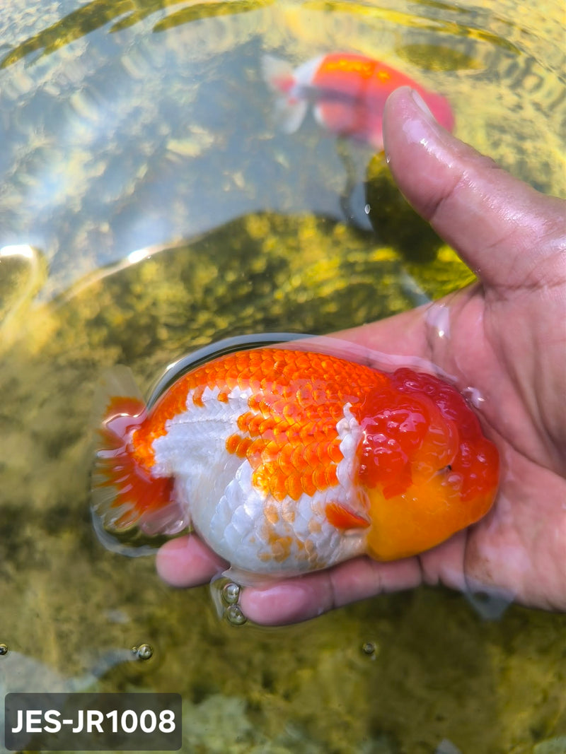 Thai Dragon Head Ranchu Red & White 4.00 inch Body (JES-JR1008)