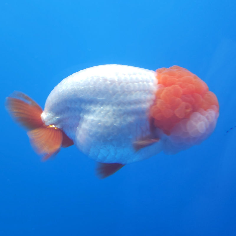 Thai Jumbo Ranchu Red & White 5in Female (FEB-214)SHOWTANK2
