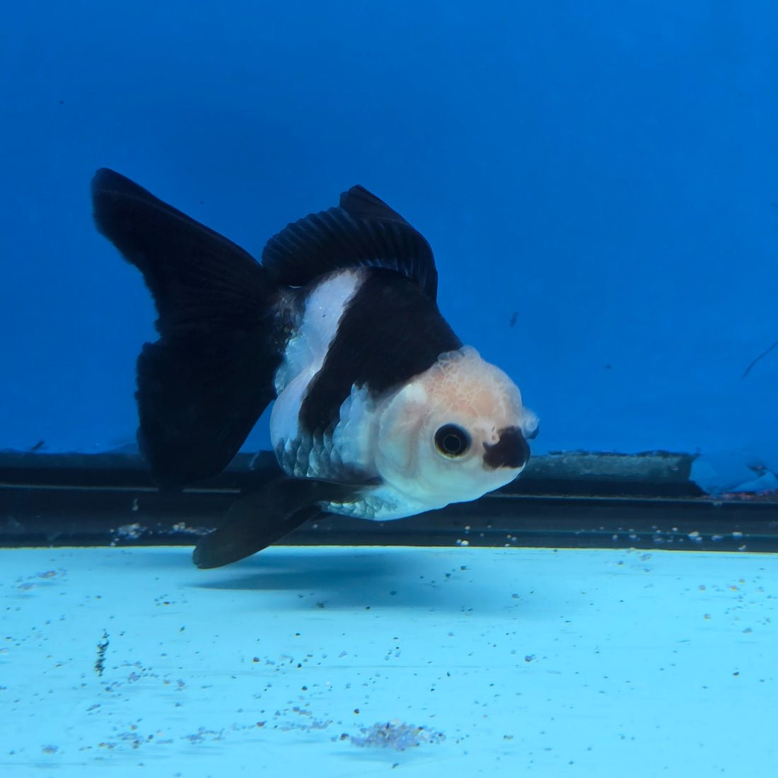 Thai Oranda Panda Color 2.8 in Body Female (FEB-531)R3A06