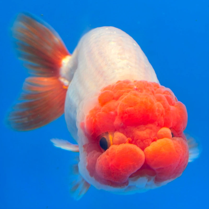 Thai Red & White Ranchu 4” Body Female(FEB-405) BLUETUBD
