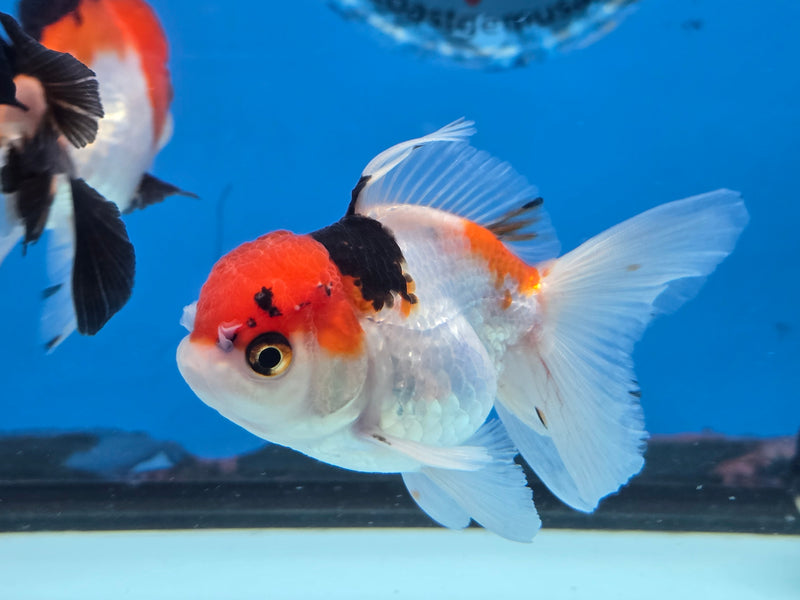 Thai Tri Color Oranda 2.50 inch Body Female (NNN-2073)R4B02