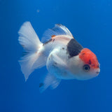 Thai Oranda Red Cap Panda 3.00" Body Female (FEB-785)R1B03