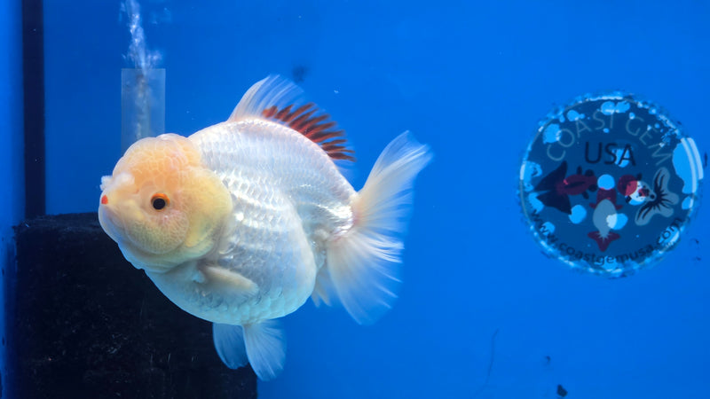 Thai Jumbo Giant Breed Red/White Oranda Yuanbao Female 4.50 inch Body (CRP-JO1063)BLUETUB2