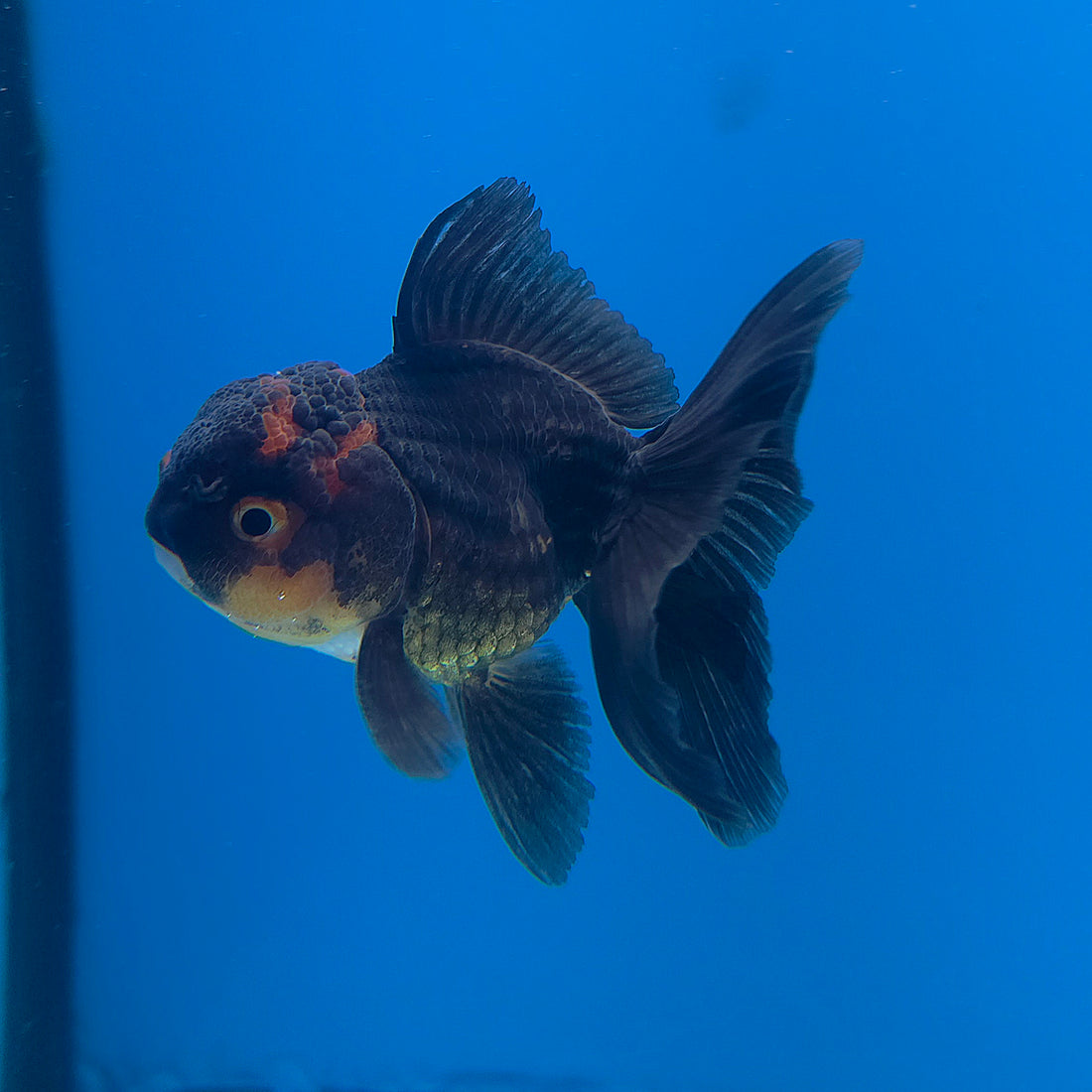 Thai Oranda Apache 2.5” Male(FEB-677)R3B01