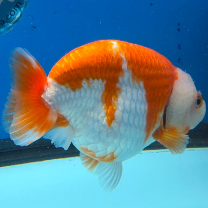 Thai Red & White Jumbo Ranchu 3.5” Body Female(FEB-388) SHOWTANKB