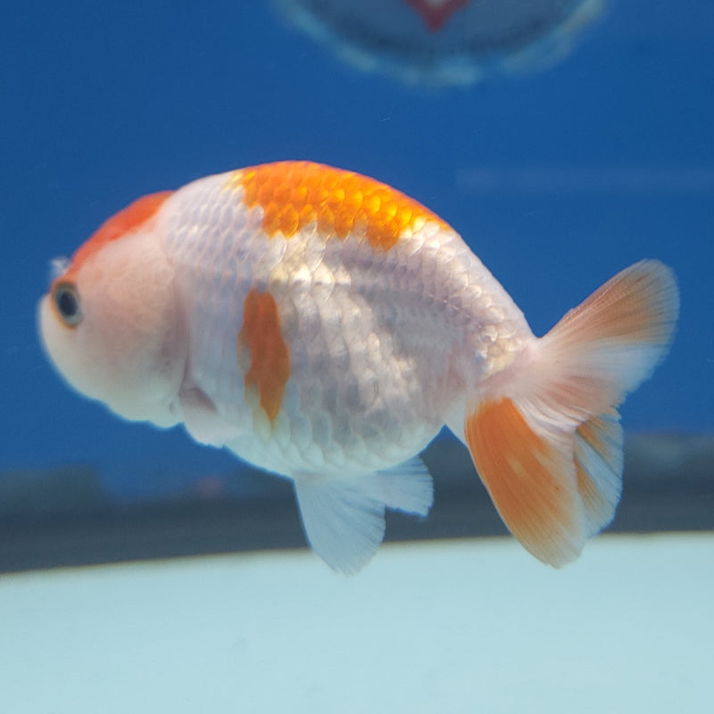 Chinese Ranchu Red & White 2in Female (FEB-331)R3B16