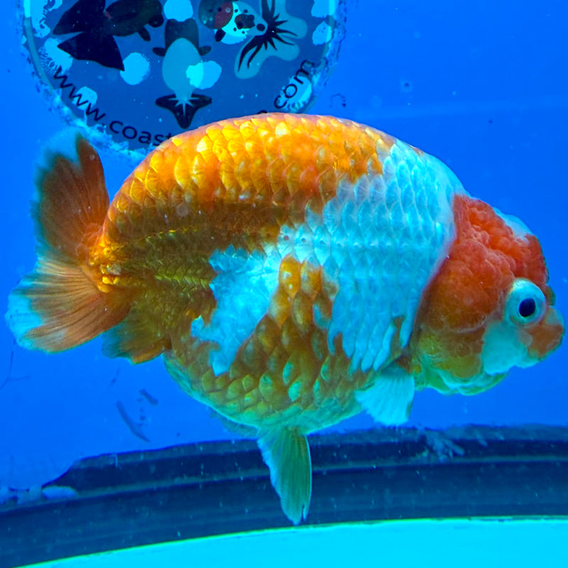 Thai Ranchu Red & White Platinum 4in Female (FEB-443)BLUETUBA