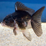 Thai Oranda Panda 2" Female (FEB-490)